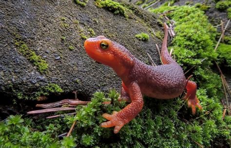 Salamander and Newt | San Diego Zoo Animals & Plants