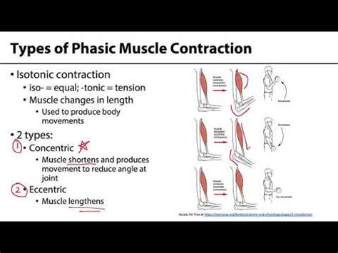 MSK Skeletal Muscle Tissue - Types of Contraction - YouTube