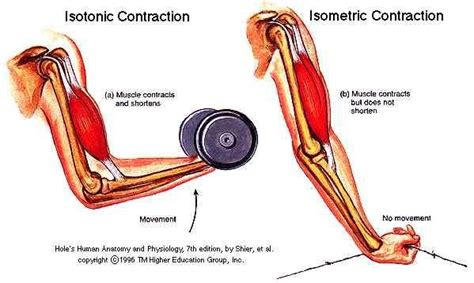 www.studyblue.com Isometric Contraction, Muscle Contraction, Muscular Strength Exercises ...