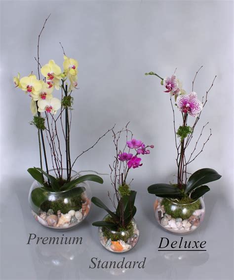 Siesta Orchids | Beneva Florist Sarasota