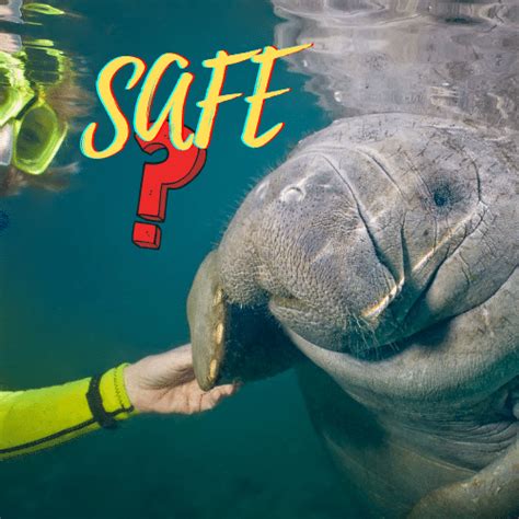 The Best Places And Tips For Kayaking With Manatees | PyeNye