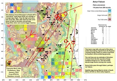 TZ Bird Atlas BLOG: Amur Falcon Migration