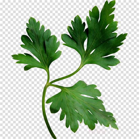 Free Parsley Cliparts, Download Free Parsley Cliparts png images, Free ClipArts on Clipart Library