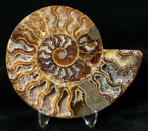 5.3" Crystal Filled Ammonite Fossil (Half) (#15986) For Sale - FossilEra.com