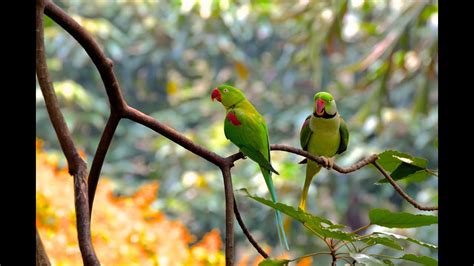 Morning Bird Sounds, Tropical Bird Sounds, Relaxing Bird Sounds for ...