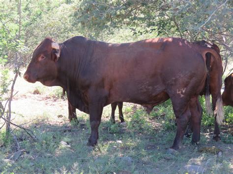 10 Things You Should Know About Breeding & Farming Bonsmara Cattle In ...