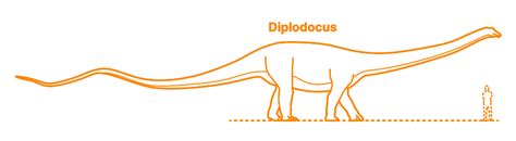 Diplodocus (Diplodocus longus) Dimensions & Drawings | Dimensions.com