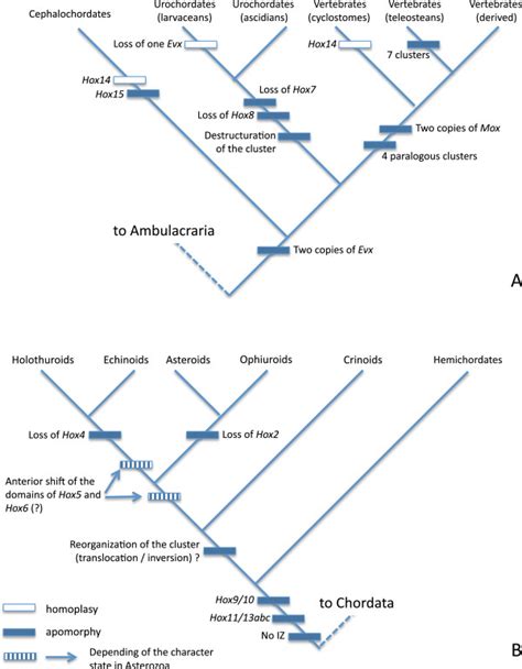 Phylogenetic mapping of important changes in the evolution of the deuterostome Hox cluster. (A ...