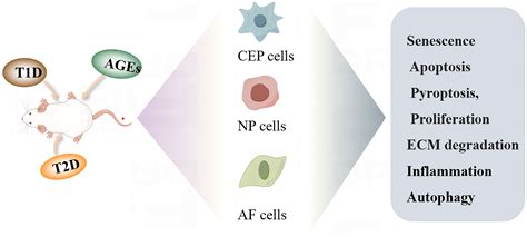 Frontiers | From hyperglycemia to intervertebral disc damage: exploring ...