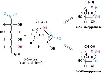 65 FRUCTOSE RING STRUCTURE AT EQUILIBRIUM - StructureofFructose3