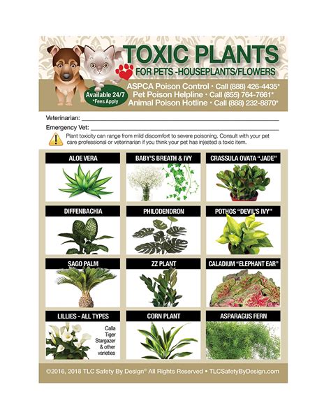 Plants Harmful To Cats | ubicaciondepersonas.cdmx.gob.mx