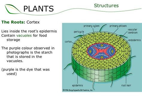 01 plants part 2 (slideshare)