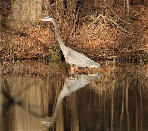 Great Blue Heron Close-up Free Stock Photo - Public Domain Pictures