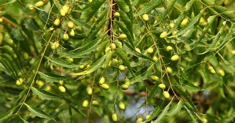 Neem 20 health benefits - One tree pharmacy