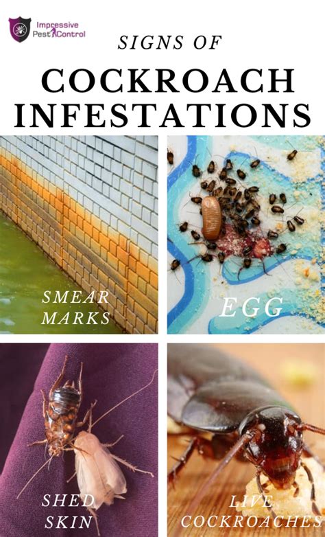 Signs of Cockroach Infestations | Cockroaches, Infestations, Pest control