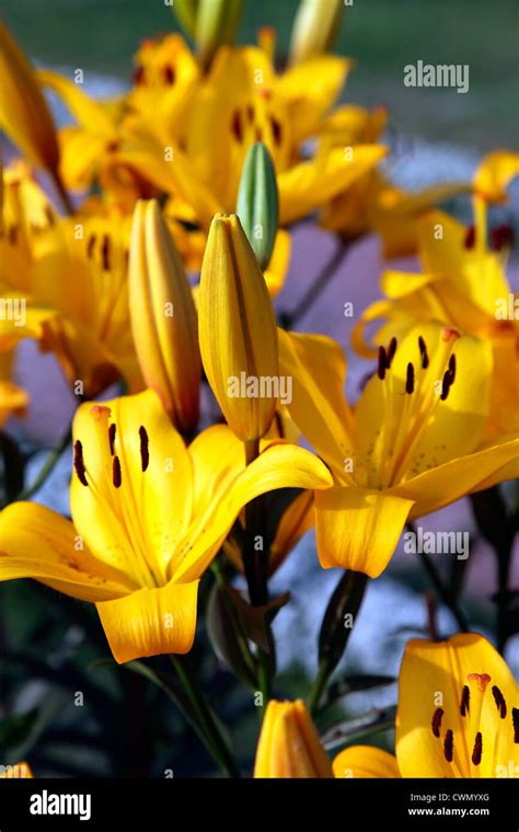 Yellow lilies in a garden Stock Photo - Alamy