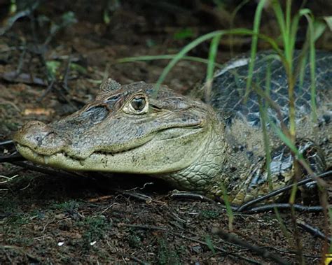 Spectacled Caiman - Facts, Diet, Habitat & Pictures on Animalia.bio