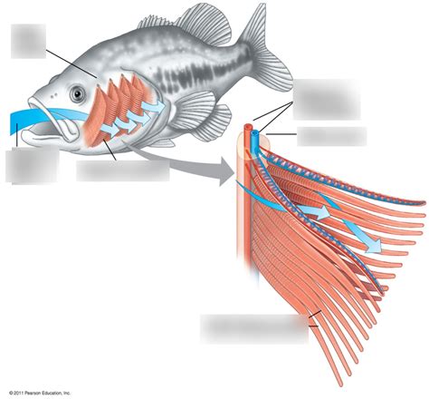 BIO Exam 3- Fish gills diagram Diagram | Quizlet