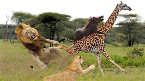 Lion Vs Warthog - Giraffe Take Down A Pride Of Lions - Animals Fight ...