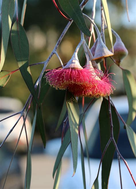 1920x1200px | free download | HD wallpaper: eucalyptus, eucalyptus ...