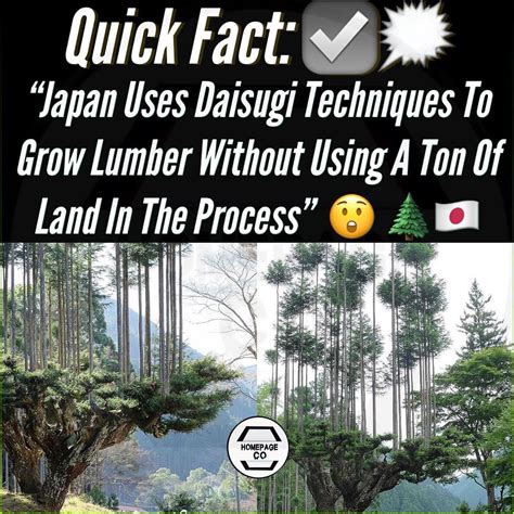 Homepageco Daily on Instagram: “Japan Uses An Ancient Tree Growing Technique Called Daisugi, To ...