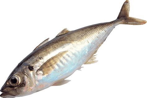 Fish PNG Image - PurePNG | Free transparent CC0 PNG Image Library