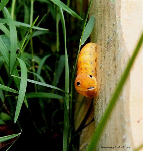 Spicebush Swallowtail Caterpillar Photograph by Kimmary MacLean