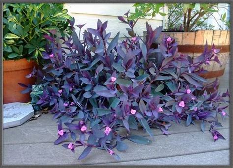 Purple Wandering Jew at Rs 120 | बगीचे का पौधा in Vrindavan | ID ...