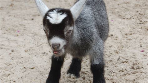 Central Florida Zoo & Botanical Gardens pygmy goat (6) – Central Florida Zoo & Botanical Gardens