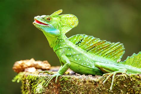 A Tour of Weird Lizards From Around the World