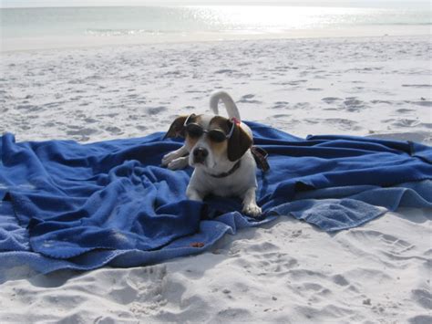 Pet Friendly Rentals Destin FL: Vacationing With Your Pet | Destin FL Rentals