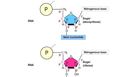 Dna Rna Diagram