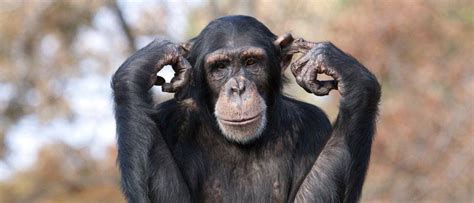 10 Animals With Opposable Thumbs - And Why It's So Rare - AZ Animals