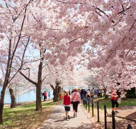 Cherry Blossoms in Washington DC - Visiting Before & During Peak Bloom – Camera and a Canvas