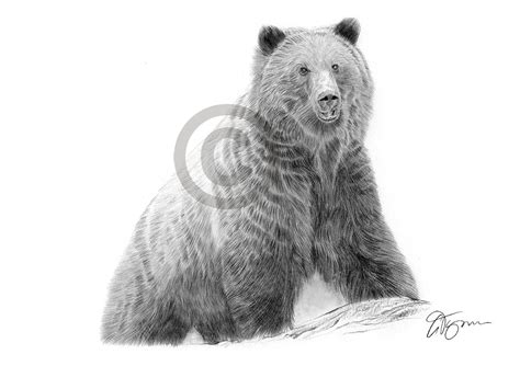 BROWN BEAR pencil drawing art print A3 / A4 sizes artwork by UK artist ...