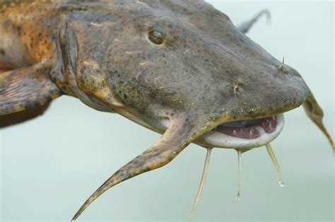 Goonch Catfish (Giant Catfish) Facts, Habitat, Diet, Pictures