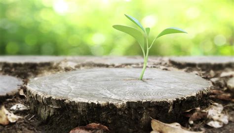 How to Stop Tree Stumps From Sprouting? - EVOKING MINDS