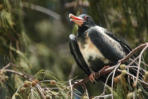 Lesser Frigatebird (Fregata ariel)