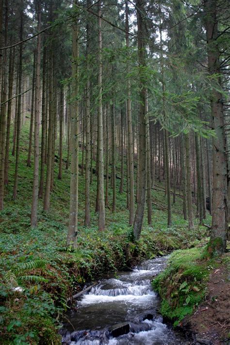 Forests of the Ardennes - a photo on Flickriver