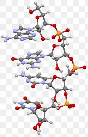 Plastocyanin Copper Protein Metalloprotein Electron Transfer, PNG, 1000x1000px, Plastocyanin ...