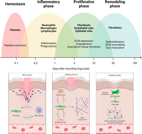 Frontiers | Role of fibroblasts in wound healing and tissue remodeling on Earth and in space