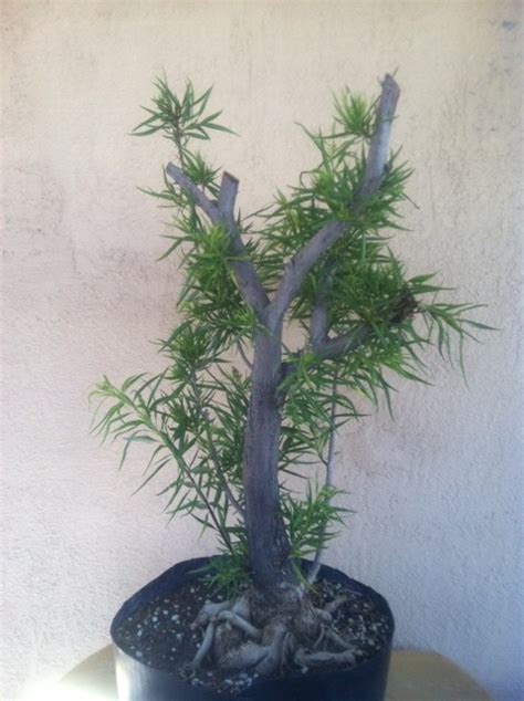 Desert Bonsai: June 2011