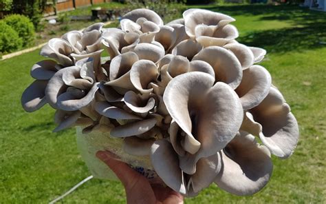 How To Grow Oyster Mushrooms - FreshCap Mushrooms