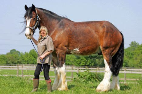 Pictured: Duke, the 6ft 7in Shire horse that is Britain's tallest (but ...