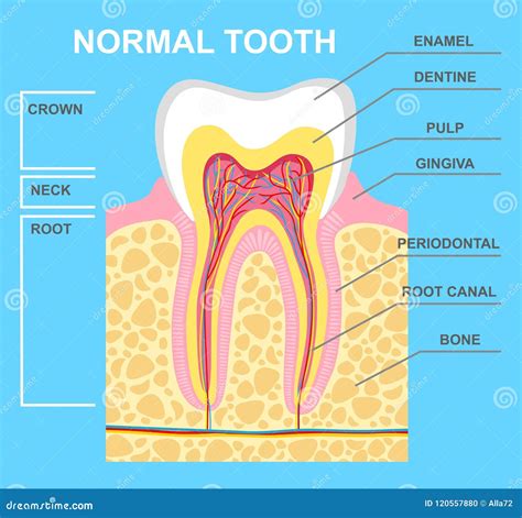 [DIAGRAM] Deer Teeth Diagram - MYDIAGRAM.ONLINE