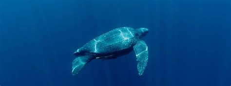 Leatherback Turtle | Sea Turtles | Species | WWF