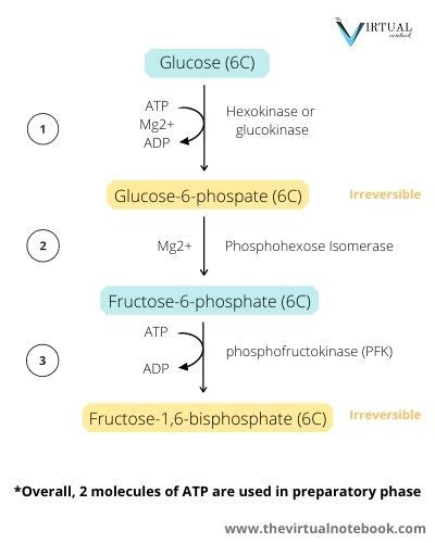 Glycolysis, steps, diagram, regulation - The Virtual Notebook