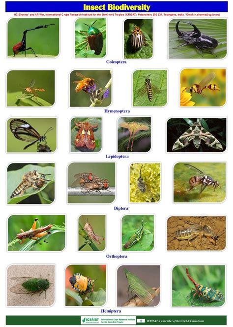 Insect biodiversity