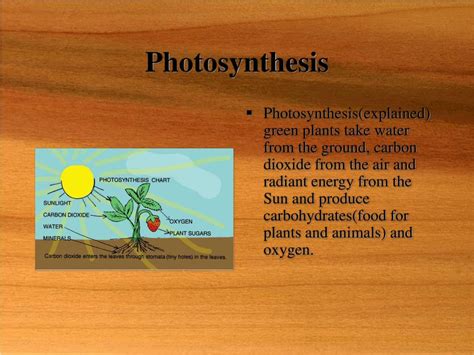 PPT - The Role of Producers in an Ecosystem PowerPoint Presentation ...