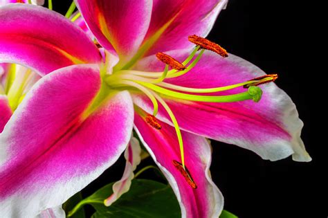 Pink Tiger lily Close Up Photograph by Garry Gay - Fine Art America